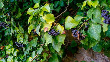 A beautiful vine, adorned with clusters of purple berries and vibrant green leaves, is flourishing and climbing up the wall in the gardenの写真素材