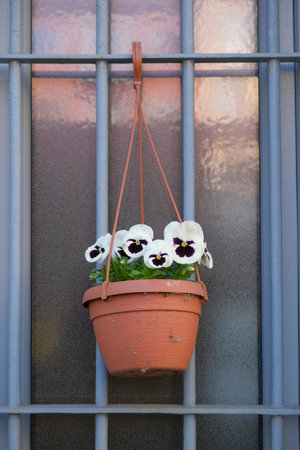 A beautiful potted plant featuring delicate white and black flowers that are gently hanging down from a string attached to the potの写真素材
