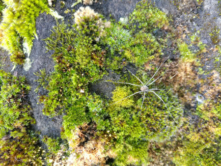 A small spider is calmly sitting on top of a lush, green pile of soft moss, enjoying its...