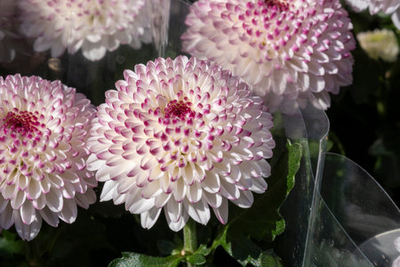 A detailed close up view of a beautiful bunch of pink and white flowers showcasing their vibrant colors and intricate petal texturesの写真素材