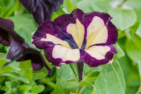A beautiful purple flower, adorned with a bright yellow center, is gracefully surrounded by vibrant green leaves that enhance its charmの写真素材