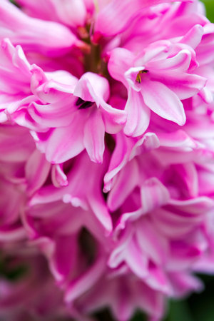 This image features a stunning closeup view of a vibrant bunch of pink flowers beautifully contrasted against a lush green backgroundの写真素材