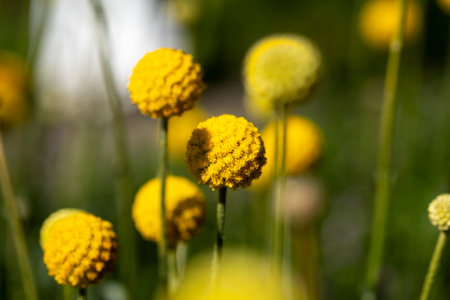 A vibrant bunch of bright yellow flowers is beautifully growing in a lush green field under the warm...