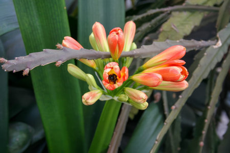 This image features a closeup view of a vibrant plant that displays beautiful orange flowers along...