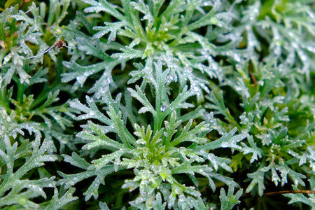 A detailed closeup image shows a plant that is abundant with vibrant green leaves, highlighting its natural beauty and lushnessの写真素材