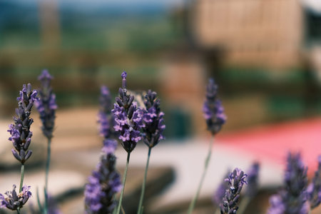 A beautiful bunch of vibrant purple flowers set against a softly blurred background, creating a stunning visual effect and atmosphereの写真素材