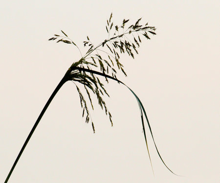 This is a detailed closeup photograph showcasing a beautiful plant set against a simple and clean white background, emphasizing its natural beauty and featuresの写真素材