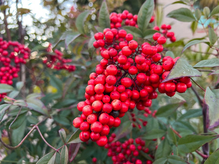 A vibrant bunch of bright red berries is growing abundantly on a tree, showcasing the beauty of natures delicious bountyの写真素材