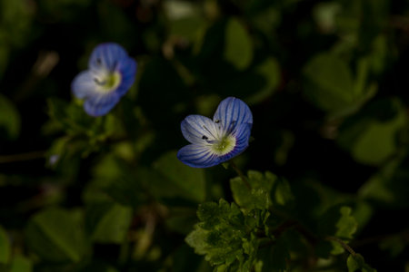 A small and delicate blue flower featuring a vibrant yellow center is beautifully surrounded by lush green leaves, creating a picturesque sceneの写真素材