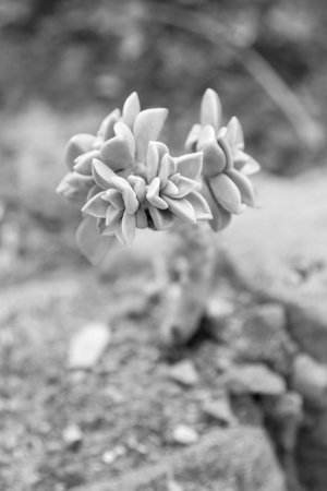 In this striking black and white photograph, a resilient succulent plant is seen defiantly growing...