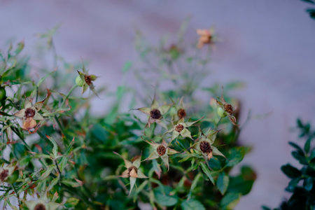 A detailed close up of a vibrant plant featuring delicate flowers and lush green leaves that showcase its natural beauty and diversityの写真素材