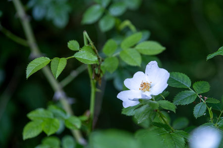 A delicate small white flower, featuring a vibrant yellow center, is beautifully surrounded by lush green leaves that enhance its appearanceの写真素材