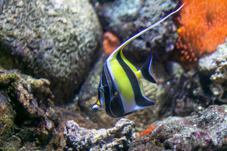 A vibrant black and yellow fish is gracefully swimming around in the colorful environment,...