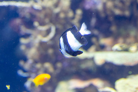 A stunning black and white fish is gracefully swimming in a beautifully maintained tank filled with...