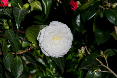 A beautiful white flower featuring a vibrant yellow center is elegantly surrounded by lush green leaves that enhance its charm and appealの写真素材