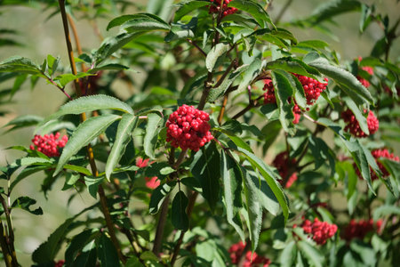 This image showcases a closeup view of a beautiful tree adorned with vibrant red berries alongside lush green leaves, creating a striking contrastの写真素材
