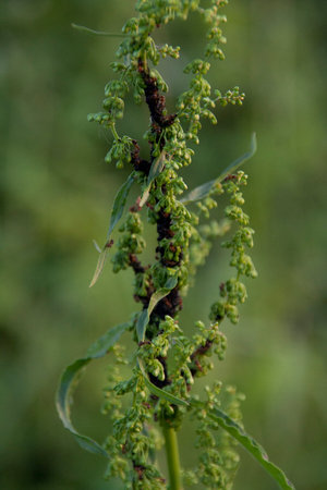 A detailed closeup view of a plant featuring green flowers complemented by lush green leaves surrounding themの写真素材