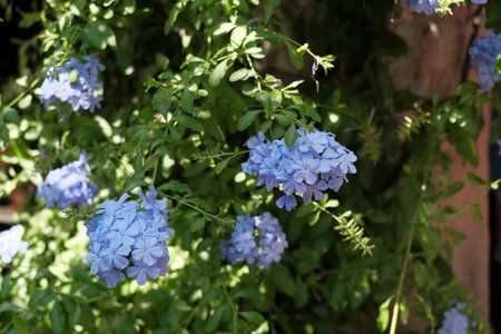 A beautiful bush that is adorned with vibrant blue flowers and lush green leaves, creating a stunning addition to any garden or landscapeの写真素材