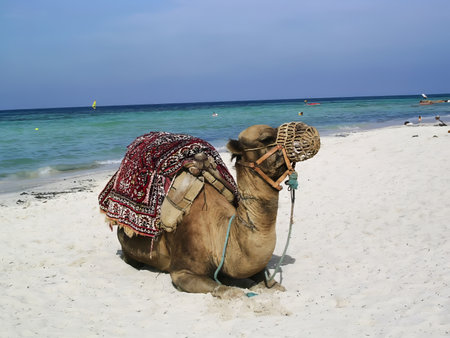 camel on the beach in Djerba Tunisia. High quality photoの写真素材