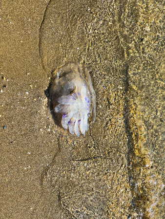 A jellyfish is currently laying in the warm sand on the beautiful beach, gently basking in the sunlight for all to seeの写真素材