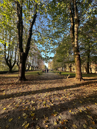 A beautiful park featuring an abundance of tall trees and colorful leaves scattered all over the ground, creating a serene atmosphereの写真素材
