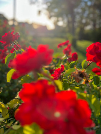 A beautiful bunch of vibrant red roses is thriving and growing in a lovely garden, showcasing their stunning petals and lively colorsの写真素材