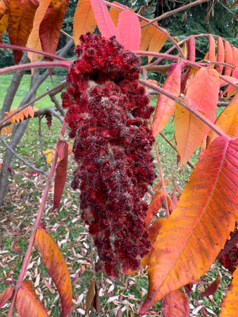 This is a detailed close up photograph of a vibrant plant featuring striking red berries and...