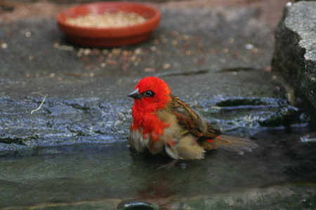Foudia madagascariensis takes a bath. High quality photoの写真素材