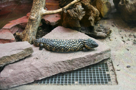 Tiliqua rugosa or Pygmy Blue-tongued Skink in terrarium. High quality photo