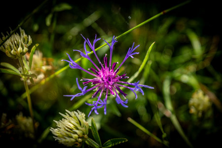 Mountain cornflower Centaurea montana in the woods. High quality photo