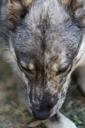 This is a closeup shot of a dog with its tongue joyfully hanging out of its mouth, looking quite...