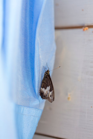 A beautiful butterfly is gracefully sitting on a vibrant piece of blue cloth that adds a nice contrast to its delicate wingsの写真素材