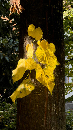 A tall tree adorned with vibrant yellow leaves gracefully hanging from its branches, creating a beautiful autumnal sceneの写真素材