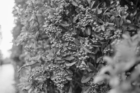 A striking black and white photograph features a bush adorned with clusters of berries alongside its green leaves, showcasing natures beautyの写真素材