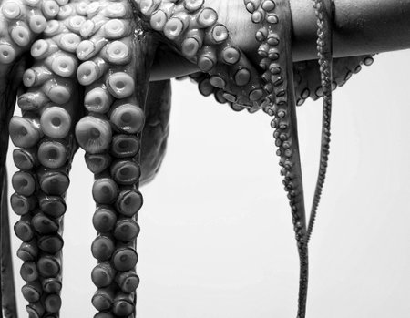 Close-up shot of octopus tentacles with detailed suckers, capturing the intricate texture and patterns, showcasing the unique features of this marine creature.の写真素材
