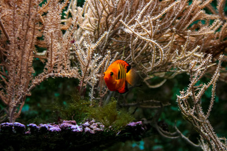A flame angelfish with a bright orange body and yellow tail swims gracefully in clear blue water,...