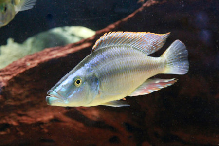 A cichlid fish with distinctive blue and yellow markings swims in an aquarium, showcasing its...