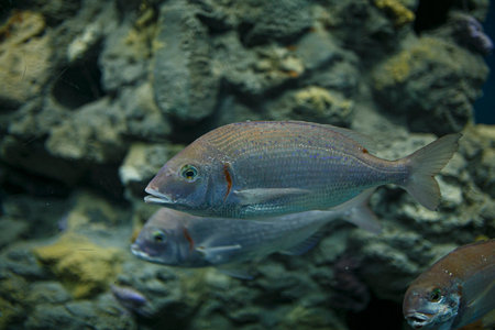 Two common pandora fish with a distinctive pinkish coloration and a dark spot on the operculum swim...