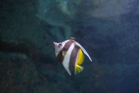 A vibrant array of tropical fish, including a moorish idol, swim among colorful corals in a reef...