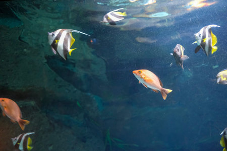 A vibrant array of tropical fish, including a moorish idol, swim among colorful corals in a reef...