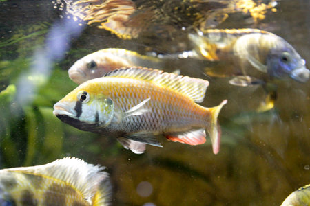 A brightly colored African cichlid with a distinctive black and yellow pattern, swimming in clear water.の写真素材