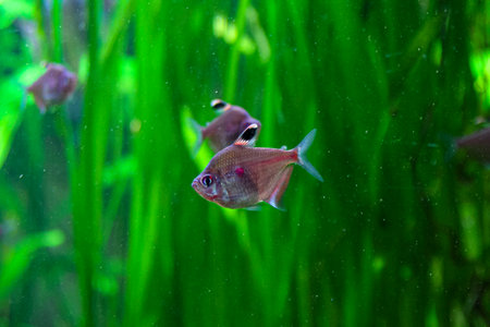 Three small tetras swim in clear water with lush green plants, creating a peaceful underwater scene.の写真素材