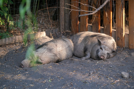Two pot-bellied pigs sleep soundly side-by-side on the ground. Their dark grey and black skin is...