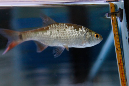 A silver fish with subtle markings swims gracefully in clear water, side profile visible.