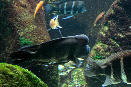A large humphead cichlid with a prominent nuchal hump swims in an aquarium, surrounded by smaller...