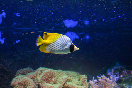 A vibrant threadfin butterflyfish (Chaetodon auriga) swims among colorful corals in a tropical reef...