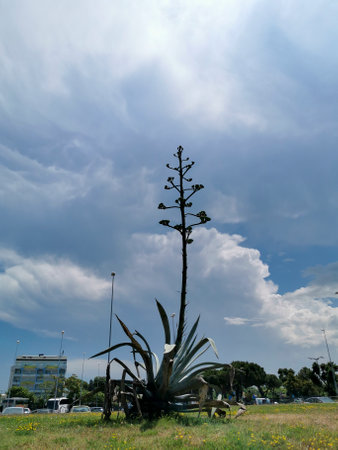 A large agave plant with a tall, blossoming flower stalk reaching towards a cloudy sky. The plant is centered in the frame, showing its thick, succulent leaves and the towering stalk adorned with numerous small flowers.の写真素材