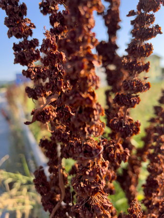 A detailed closeup view of a vibrant plant beautifully contrasted against a bright blue sky in the...