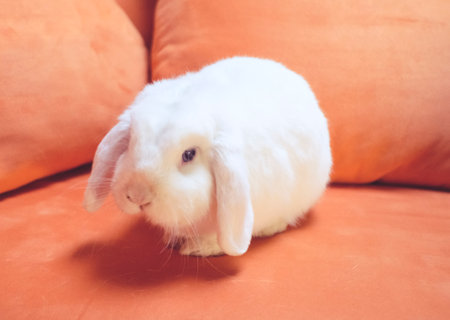 A cute and fluffy white rabbit sitting comfortably on a soft orange sofa, looking curiously to the side.の写真素材