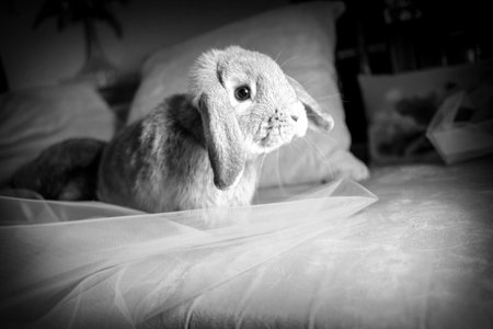 A cute and fluffy rabbit sitting comfortably on a soft sofa, looking curiously to the side.の写真素材